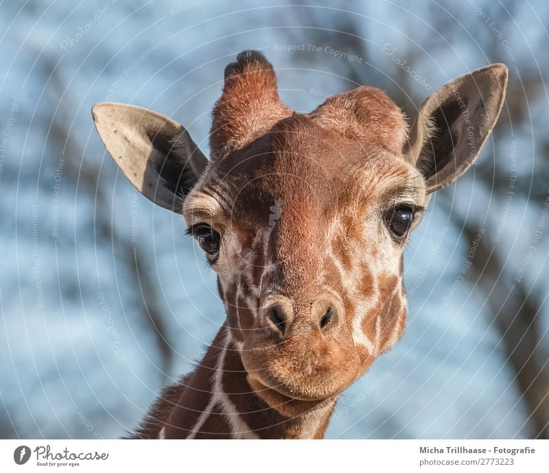 Giraffe schaut interessiert Natur Tier Himmel Sonnenlicht Schönes Wetter Wildtier Tiergesicht Fell Auge Nase Maul Ohr Kamelhöcker Horn 1 beobachten glänzend