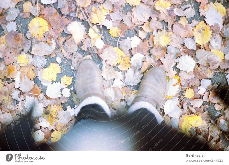 Geradeaus Mensch Frau Erwachsene Fuß 1 Herbst Blatt feminin Schuhe herbstlich Farbfoto Außenaufnahme Textfreiraum oben Vogelperspektive Blick nach unten