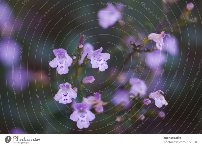 LilaLila Umwelt Pflanze Herbst Schönes Wetter Sträucher Blatt Blüte Grünpflanze Wildpflanze Duft dünn authentisch frisch violett Farbfoto mehrfarbig