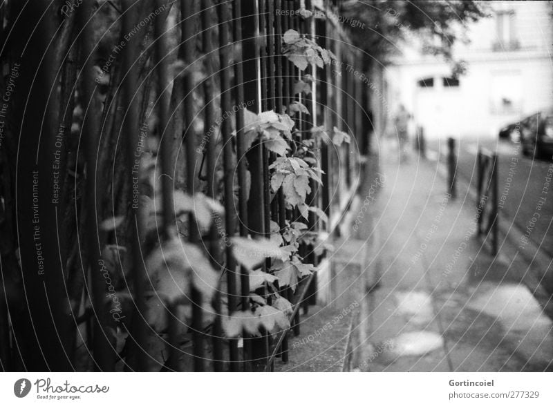 Même direction Mensch Mann Erwachsene 1 Stadt schön Vorgarten Gartenzaun Sträucher Blatt Paris Frankreich Straße Bürgersteig führen Schwarzweißfoto