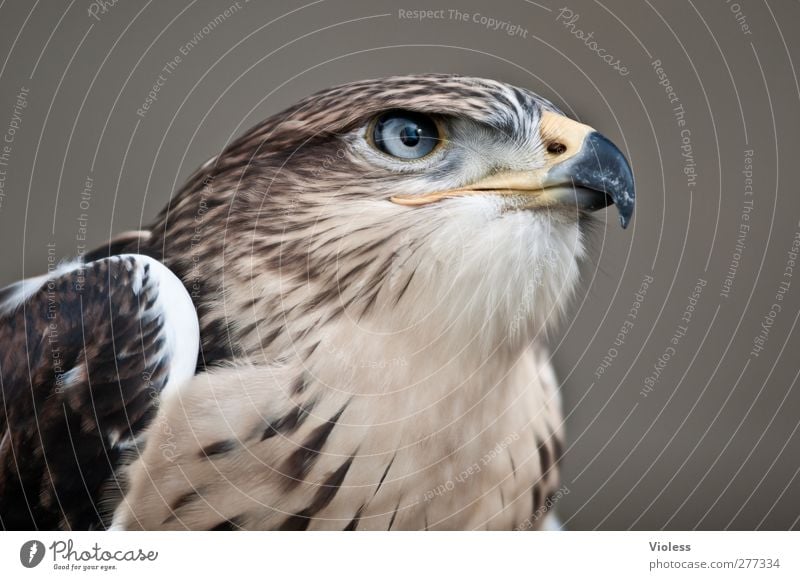 klarer blick 1 Tier beobachten natürlich wild Kraft Mut ästhetisch bedrohlich Natur Falken Greifvogel Vogel Blick Tierporträt Farbfoto