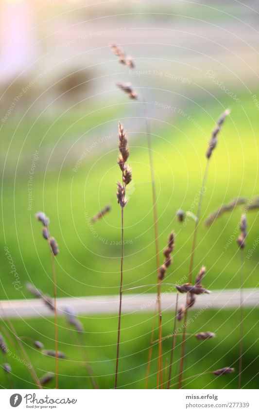 Scharfes Ding Umwelt Natur Landschaft Pflanze Tier Sträucher Wiese authentisch dünn elegant fantastisch Optimismus Kraft Willensstärke Warmherzigkeit Abenteuer