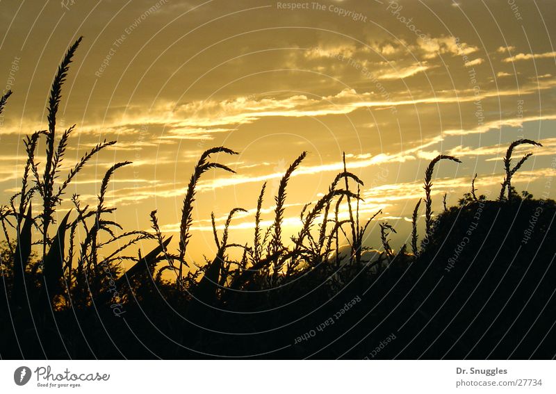 Goldene Früchte des Feldes Sonnenuntergang Ähren gelb Wolken Rheinland-Pfalz Wörth am Rhein gold Schatten Maximiliansau