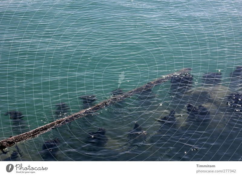 Untiefen Ferien & Urlaub & Reisen Umwelt Natur Wasser Sommer stehen ästhetisch natürlich grün schwarz Gefühle gefährlich Holzpfahl Pfosten Bodensee Farbfoto