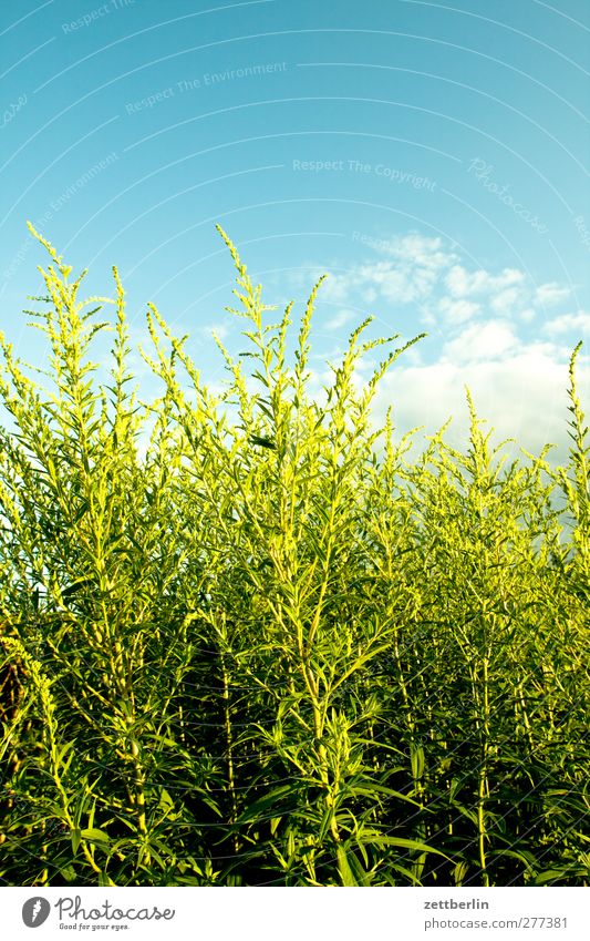 Busch schön Wellness Leben harmonisch Wohlgefühl Zufriedenheit Häusliches Leben Garten Umwelt Natur Landschaft Pflanze Himmel Sommer Klima Klimawandel Wetter