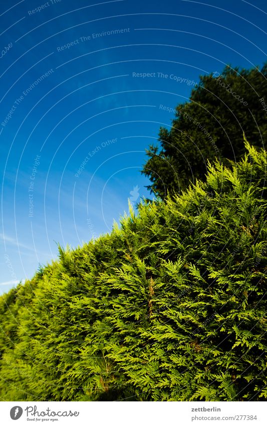 Hecke Garten Himmel Schrebergarten Natur Sommer wallroth Textfreiraum Wolkenloser Himmel Konifere Baum Baumkrone Wetter Schönes Wetter Grundstück Nachbar Grenze