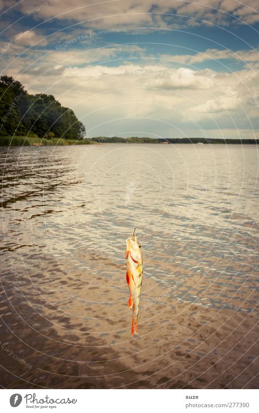 Da hängt ein Barsch Freizeit & Hobby Angeln Ferien & Urlaub & Reisen Umwelt Natur Luft Wasser Horizont Seeufer Tier Wildtier Fisch 1 hängen Angelköder Haken