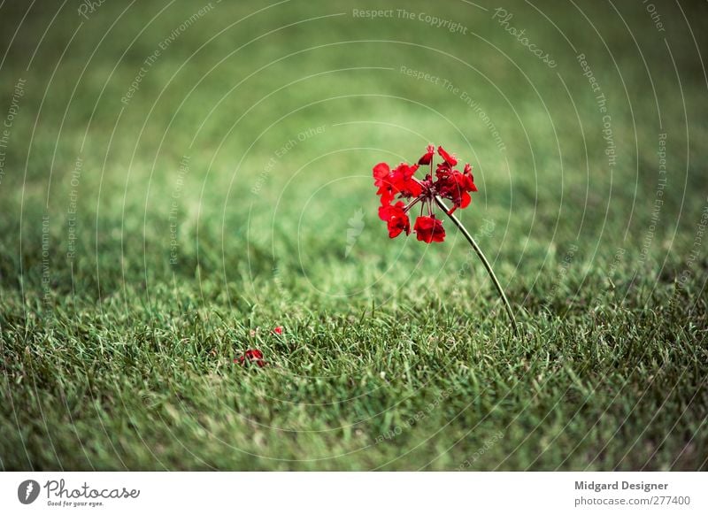 Fehl am Platz Umwelt Natur Pflanze Sommer Schönes Wetter Park Wiese ästhetisch Lebensfreude ruhig Stimmung Unschärfe rot Blume Gras Goldener Schnitt Einsamkeit