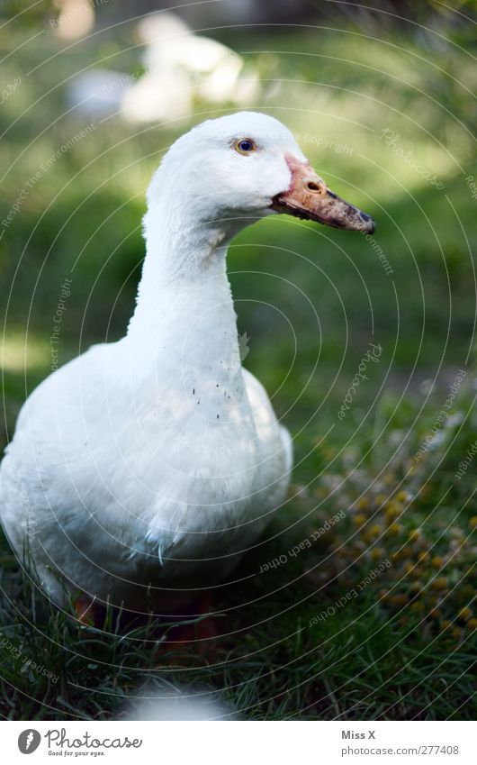 Weihnachtsgans ? Gras Wiese Tier Nutztier Vogel 1 weiß Geflügel Geflügelfarm Gans Tierzucht Feder Ente Schnabel watscheln Quaken Farbfoto Außenaufnahme