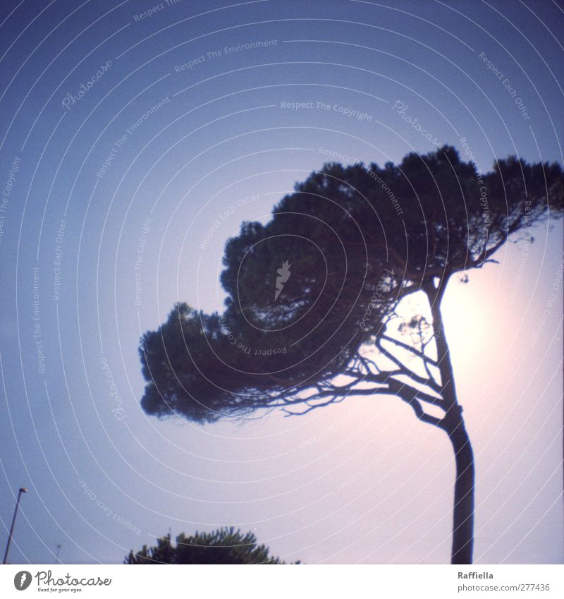 Pinie Natur Pflanze Luft Himmel Wolkenloser Himmel Sonne Sonnenlicht Sommer Schönes Wetter Wärme Baum Sträucher Nutzpflanze Nadelbaum Straßenbeleuchtung