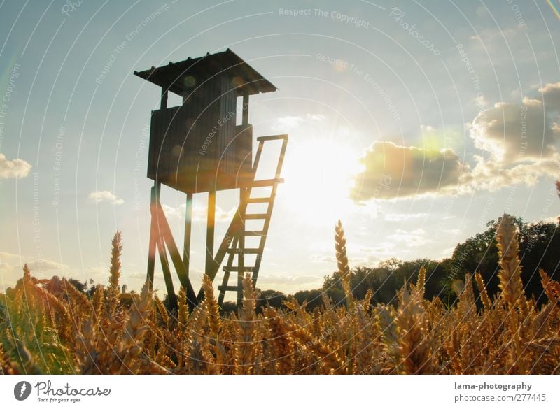 stairway to heaven Jäger Landwirtschaft Forstwirtschaft Sonne Sonnenlicht Weizen Weizenähre Feld Weizenfeld Kornfeld Jagd gold Hochsitz Jägersitz Farbfoto