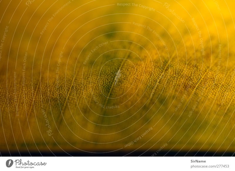 206 [leaf] Umwelt Natur Pflanze Herbst Blatt Grünpflanze Wildpflanze Blick nah natürlich gelb grün Inspiration Perspektive Präzision Farbfoto Außenaufnahme