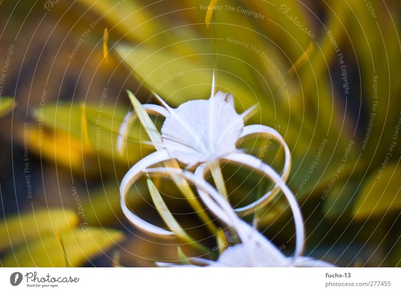 Malaysia Flower exotisch Sinnesorgane Umwelt Natur Pflanze Sommer Schönes Wetter Blume Blüte beobachten Blühend Duft Erholung leuchten träumen ästhetisch