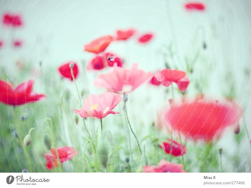 sanft Pflanze Frühling Sommer Blume Blatt Blüte Garten Wiese Blühend Duft rot Mohn Mohnblüte Mohnfeld Farbfoto Außenaufnahme Menschenleer Hintergrund neutral