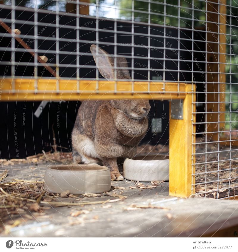 The unknown rabbit Tier Haustier Tiergesicht Fell Pfote Streichelzoo Hase & Kaninchen 1 Fressnapf Stein Holz Stahl Fressen füttern sitzen lustig natürlich braun