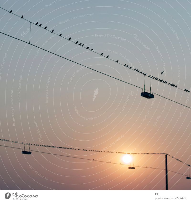 167 Umwelt Natur Himmel nur Himmel Wolkenloser Himmel Sonne Sonnenaufgang Sonnenuntergang Sommer Wetter Schönes Wetter Wärme Tier Vogel Tiergruppe Schwarm