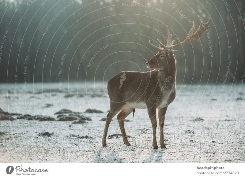 Hirsch bei Sonnenaufgang in Winterlandschaft Umwelt Natur Landschaft Herbst Wiese Feld Wald Deutschland Tier Wildtier Hirsche 1 Jagd ästhetisch bedrohlich braun