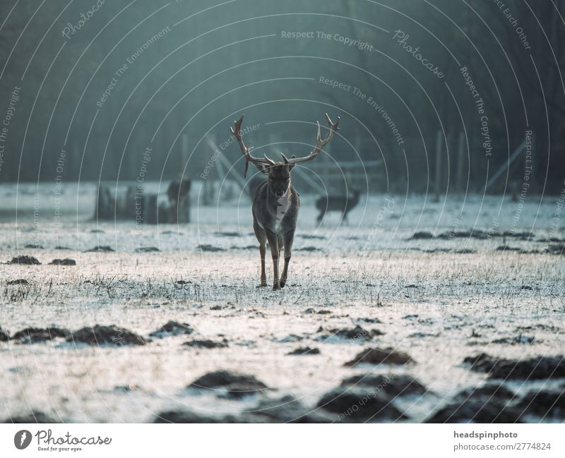 Hirsch bei Sonnenaufgang in Winterlandschaft Abenteuer Freiheit Winterurlaub Landschaft Pflanze Tier Erde Sonnenuntergang Herbst Wiese Feld Wald Wildtier