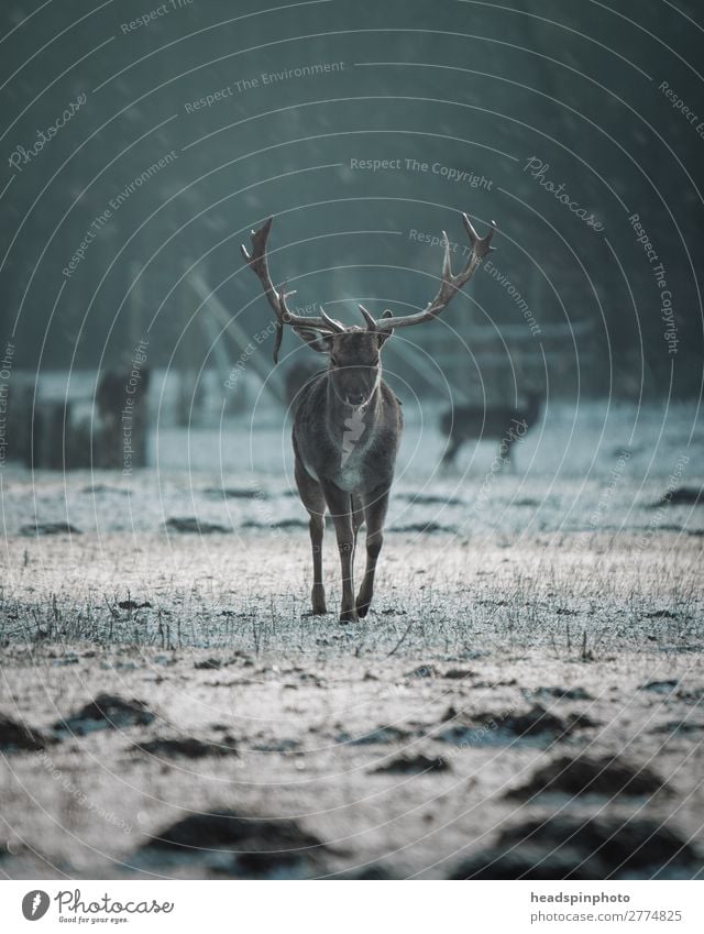 Hirsch bei Sonnenaufgang in Winterlandschaft Umwelt Natur Herbst Wiese Feld Wald Tier Wildtier 1 ästhetisch Kraft Willensstärke kalt Hirsche Horn Schnee