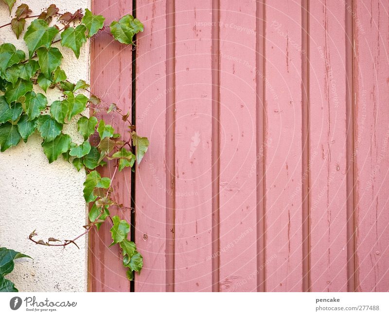 altrosa freiraum Pflanze Efeu Blatt Mauer Wand Fassade Holz kuschlig violett Gelassenheit Idee Idylle Nostalgie Holzwand Textfreiraum grün Hintergrundbild