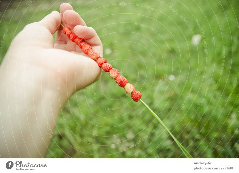 Sommerfrüchte :) Frucht Ernährung Picknick Bioprodukte Vegetarische Ernährung Diät schön Gesundheit Leben Hand Finger Natur Beeren Erdbeeren genießen grün rot