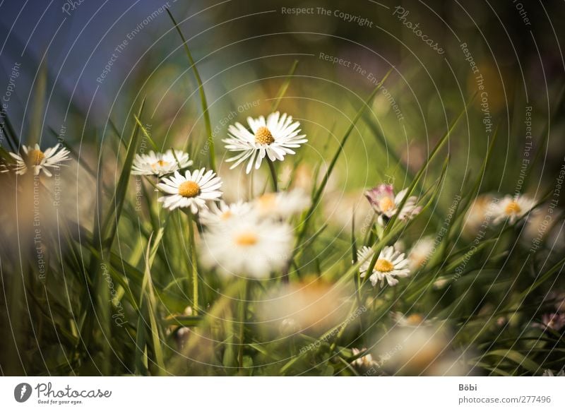 Lieblingsblümchen Umwelt Natur Pflanze Tier Blume Blüte Wildpflanze Gänseblümchen Wiese schön Unschärfe Farbfoto Außenaufnahme Textfreiraum oben Tag