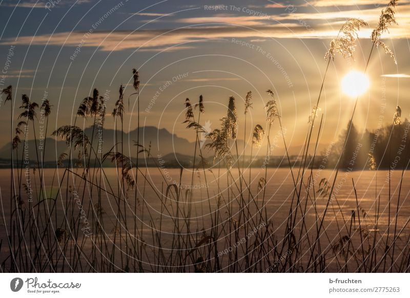 Schilf am gefrorenen See, Sonnenuntergang Wohlgefühl Erholung ruhig Meditation Ferien & Urlaub & Reisen Winter Natur Himmel Sonnenaufgang Sonnenlicht Eis Frost