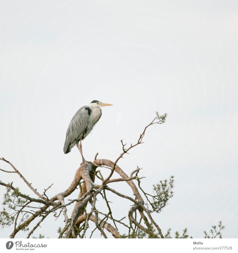 Vorbote Umwelt Natur Pflanze Tier Baum Baumkrone Ast Wildtier Vogel Reiher Graureiher 1 Blick stehen warten frei natürlich grau Pause ruhig Zeit Farbfoto