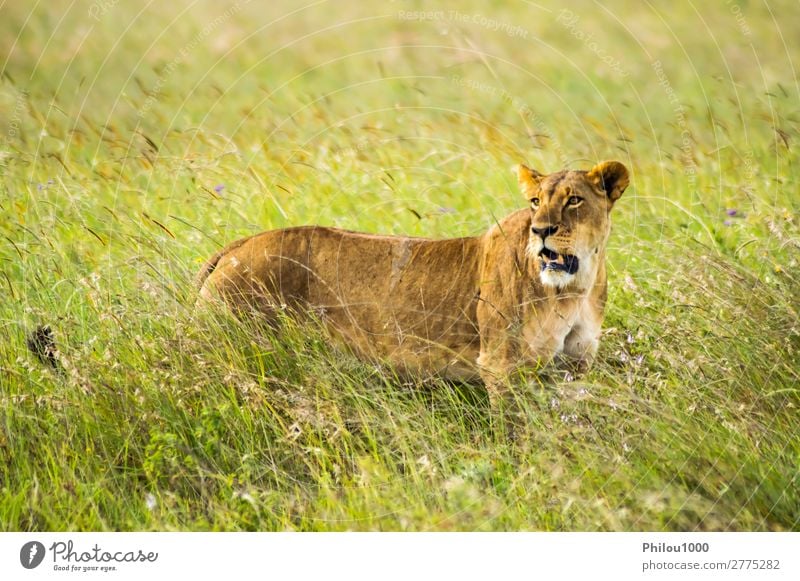 Löwin in der Savanne sitzend Gesicht Ferien & Urlaub & Reisen Frau Erwachsene Natur Tier Park Katze natürlich wild gelb gefährlich Nairobi Afrika Afrikanisch