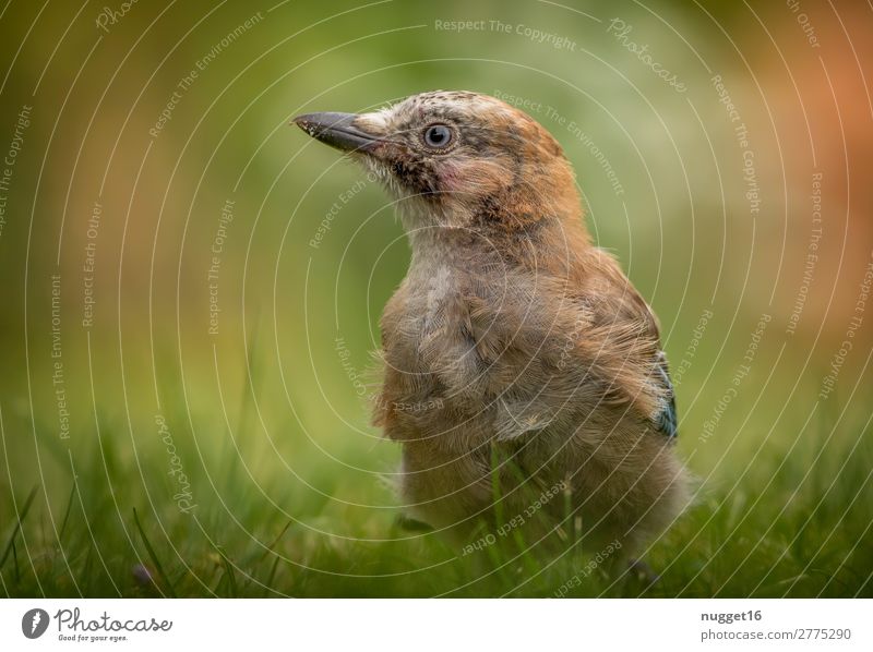 junger Eichelhäher Umwelt Natur Pflanze Tier Sonne Frühling Sommer Herbst Schönes Wetter Gras Garten Park Wiese Wald Wildtier Vogel Tiergesicht Flügel 1