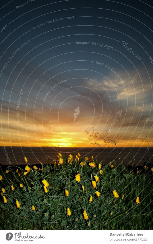 auch Blumen gehen schlafen Natur Pflanze Himmel Wolken Nachthimmel Sonne Sonnenaufgang Sonnenuntergang Schönes Wetter Wiese Küste Meer außergewöhnlich Kitsch