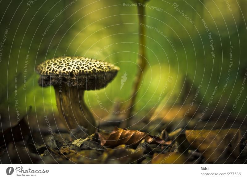 Pilz Umwelt Natur Pflanze Erde Herbst Wald lecker Farbfoto Außenaufnahme Nahaufnahme Menschenleer Textfreiraum rechts Textfreiraum oben Tag Licht