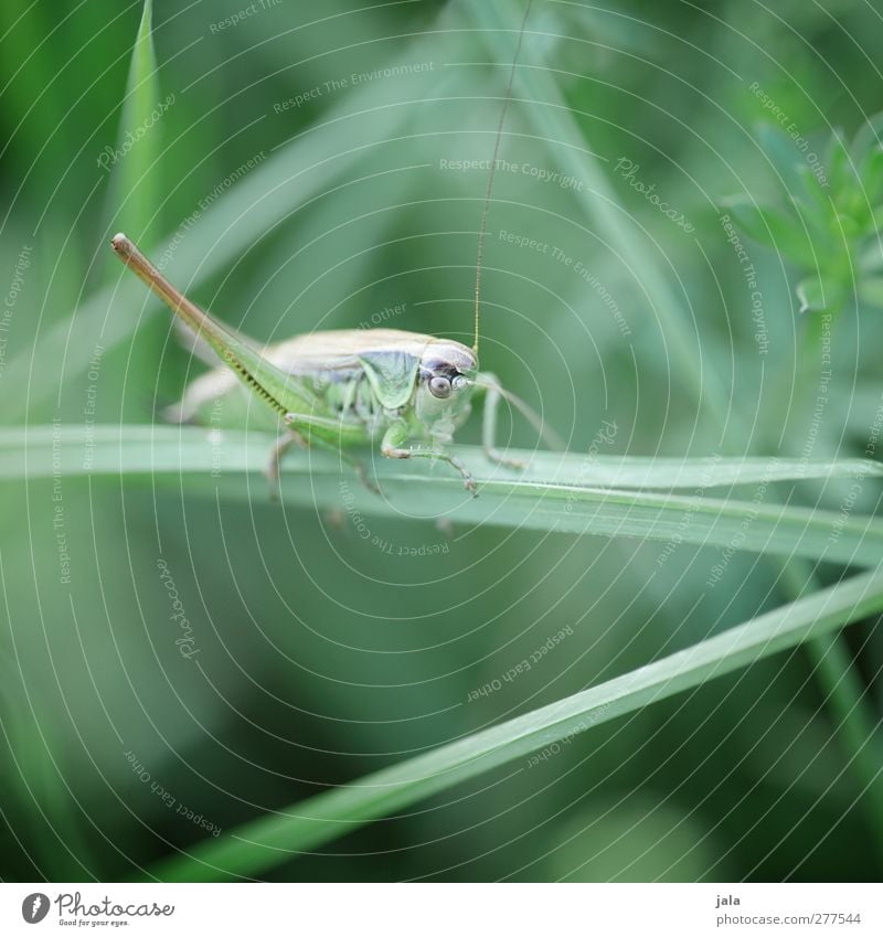 hast du meine uhr gesehen? Natur Pflanze Tier Gras Blatt Grünpflanze Wiese Wildtier Heuschrecke 1 natürlich grün Farbfoto Außenaufnahme Menschenleer Tag