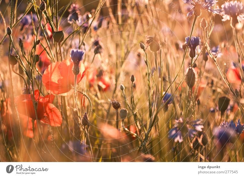 Sommerwiese Umwelt Natur Landschaft Pflanze Schönes Wetter Blume Wildpflanze Wiese Feld Mohn Mohnblüte Kornblume außergewöhnlich natürlich Umweltschutz