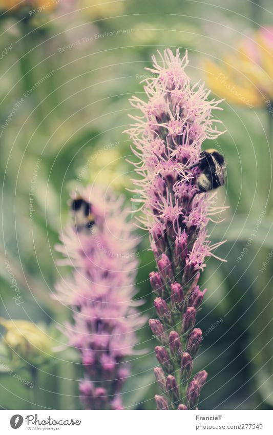 Sommergarten Natur Pflanze Tier Blume Gras Sträucher Blüte Wildpflanze exotisch Garten Park Wildtier Flügel Hummel 2 ästhetisch Duft hell natürlich Wärme gelb