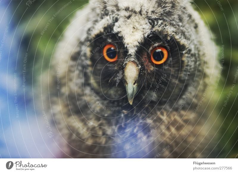 Du kleine Nachteule Tier Wildtier Tiergesicht Flügel Krallen Zoo Streichelzoo 1 füttern exotisch Kraft Eulenvögel Uhu waldkautz Auge Tierjunges Farbfoto