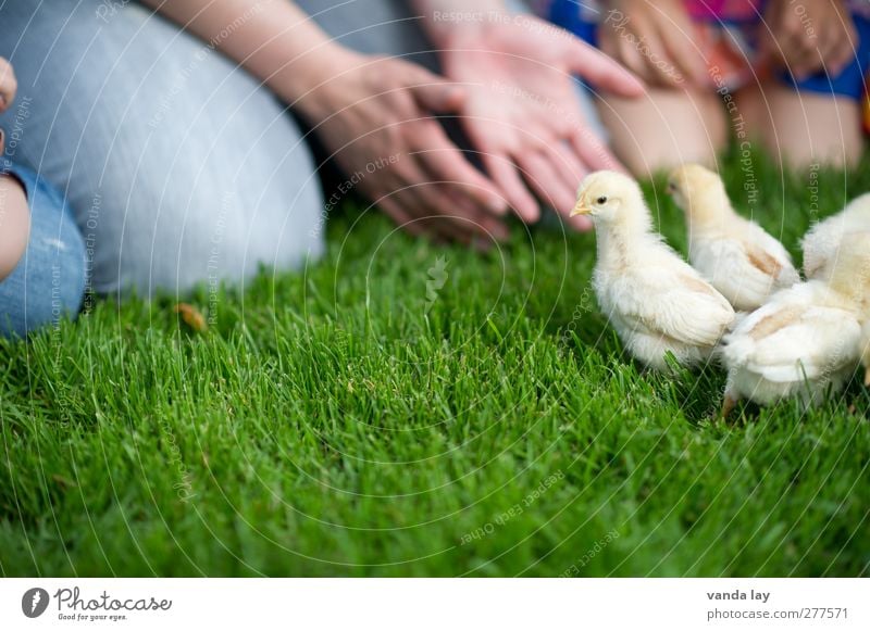 Küken Freizeit & Hobby Sommer Mensch Mädchen Junge Kindheit Hand 2 Kindergruppe 3-8 Jahre 8-13 Jahre Nutztier Haushuhn 4 Tier Tiergruppe Tierjunges Geborgenheit