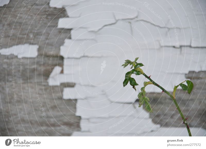 hoffnung Natur Pflanze Sträucher Blatt Gebäude Mauer Wand Holz grau grün weiß trösten Leben Hoffnung Verfall Vergänglichkeit Farbfoto Außenaufnahme Nahaufnahme