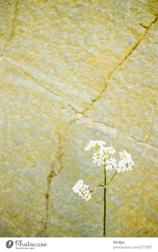 schlicht Frühling Sommer Pflanze Blume Blüte Blühend einfach hell positiv schön ästhetisch Duft Einsamkeit Natur Stein Riss Farbfoto Gedeckte Farben