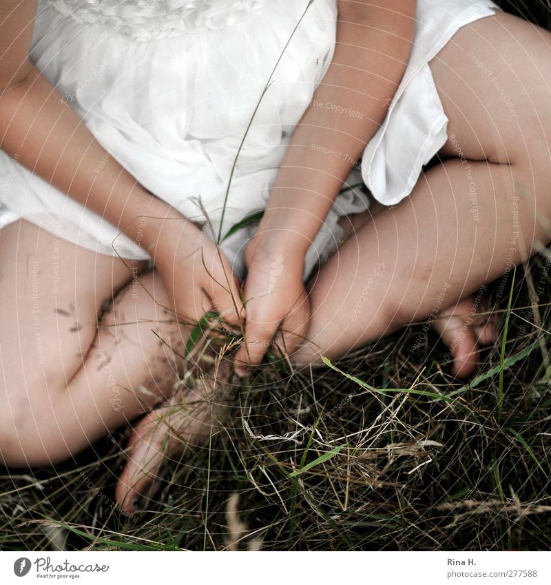 Auf der Wiese III Kind Mädchen 1 Mensch 3-8 Jahre Kindheit Natur Sommer Schönes Wetter Gras Feld Kleid Spielen natürlich niedlich Barfuß Beine Arme Hand