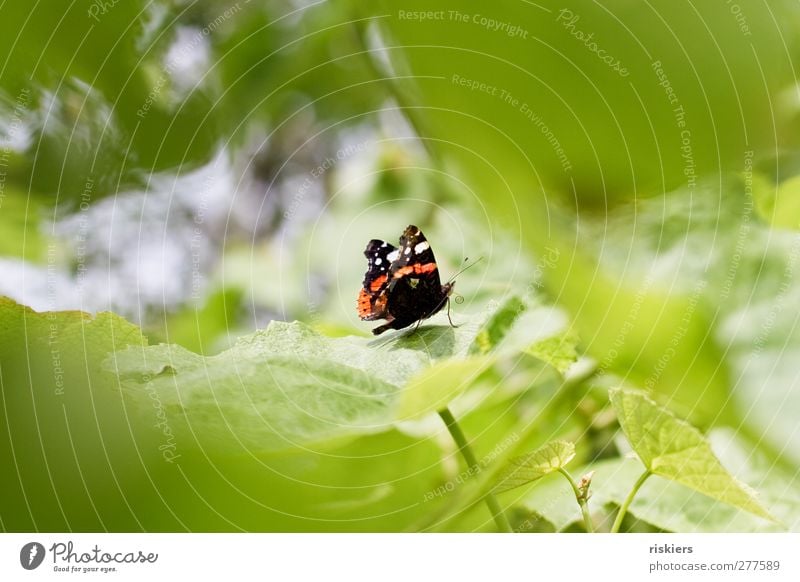 roll up Natur Sommer Blatt Grünpflanze Garten Schmetterling Insekt 1 Tier Fressen Admiral Farbfoto Außenaufnahme Textfreiraum links Textfreiraum rechts