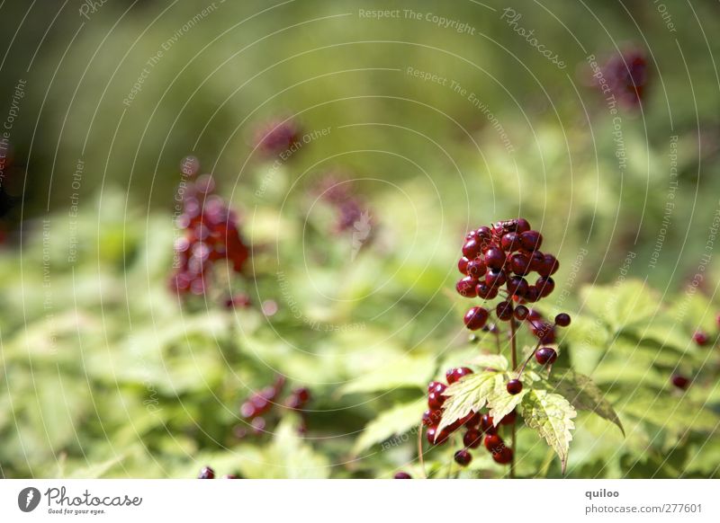 rote Beeren Natur Pflanze Sträucher Blatt Wildpflanze exotisch Duft glänzend natürlich schön grün Vergänglichkeit Zusammenhalt Farbfoto Gedeckte Farben