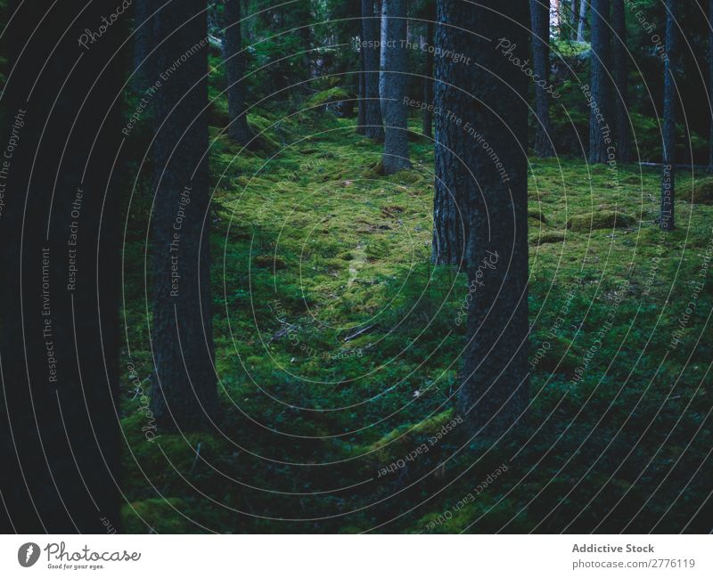 Zauberhölzer in dunkel Wald moosbedeckt Zauberei u. Magie Natur Landschaft ruhig geheimnisvoll Märchen Menschenleer malerisch mystisch Fee magisch grün hell