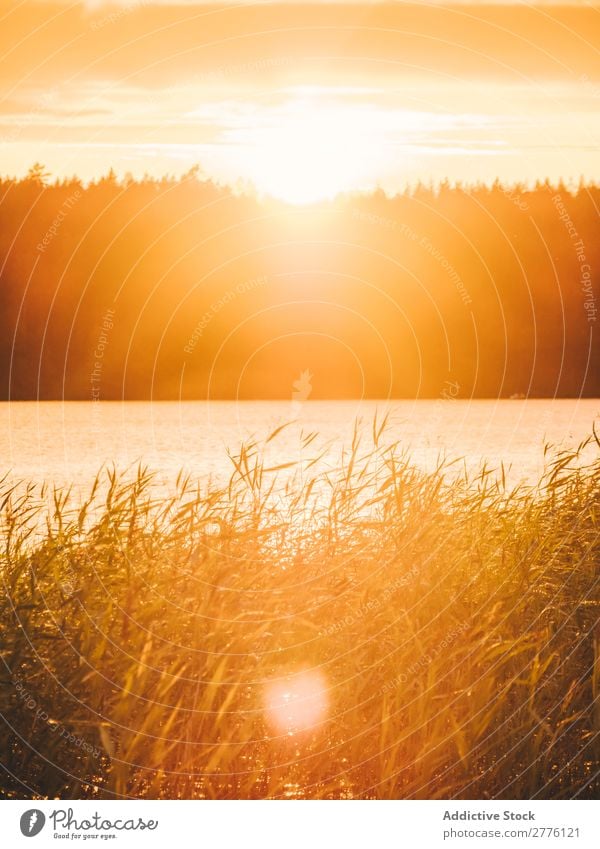 Landschaft eines Sonnenuntergangs im Meer See reisend Abenteuer Wald Farbe Seeufer Aussicht Tourismus Jahreszeiten Wildnis Ausflug Aktion Licht Erkundung