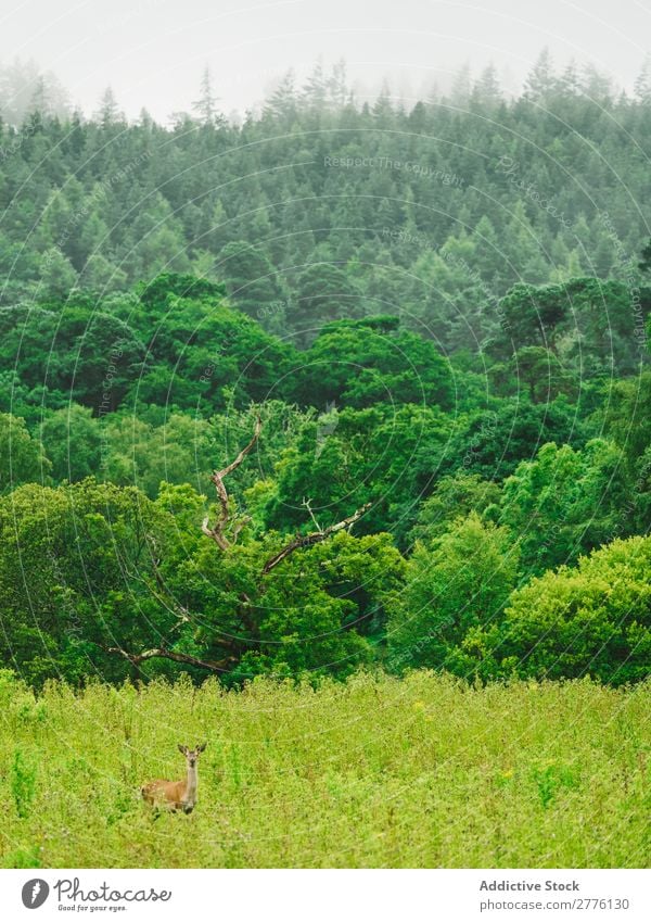 Grüne Mischwälder Wald üppig (Wuchs) Hirsche grün Landschaft Tierwelt national natürlich Wildnis Park ruhig Beautyfotografie Abenteuer Jahreszeiten Sommer