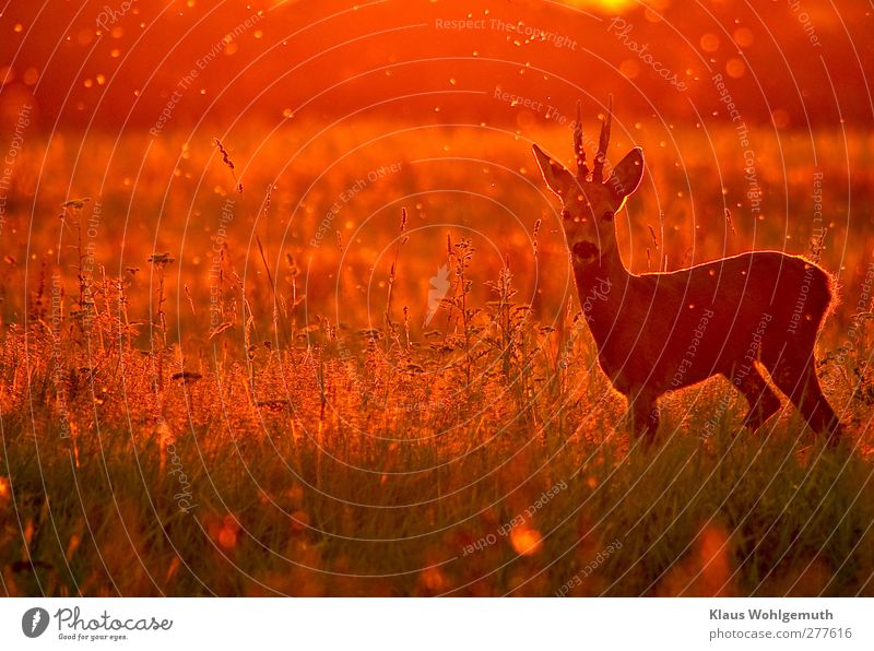 Sommerabend auf einer Waldwiese, ein Rehbock wird von vielen Mücken umschwärmt, sie leuchten im Gegenlicht der Abendsonne. Neugierig schaut der Rehbock zum Fotografen.