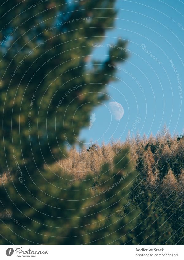 Mond hinter immergrünen Bäumen Wald nadelhaltig Natur Landschaft ruhig Ferien & Urlaub & Reisen Szene Hintergrundbild Idylle Aussicht Immergrün Baum Tierwelt