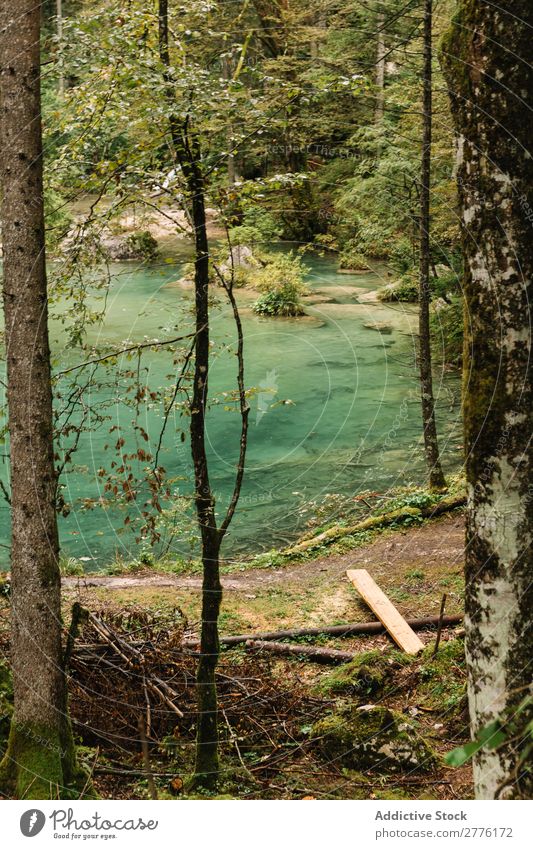 See im grünen Wald türkis Landschaft ruhig Teich Ferien & Urlaub & Reisen Ausflugsziel natürlich Idylle Küste Sommer reisend frisch Tourismus Seeufer friedlich