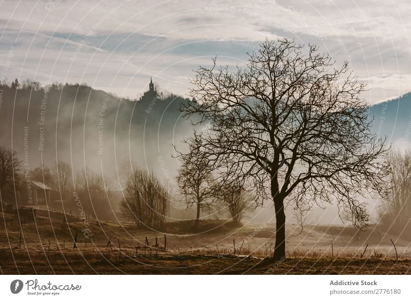 Trockener Baum in nebligen Wäldern Herbst Wiese Nebel Landschaft Natur Jahreszeiten Morgen Sonnenlicht Wald getrocknet Aussicht schön Umwelt natürlich ländlich