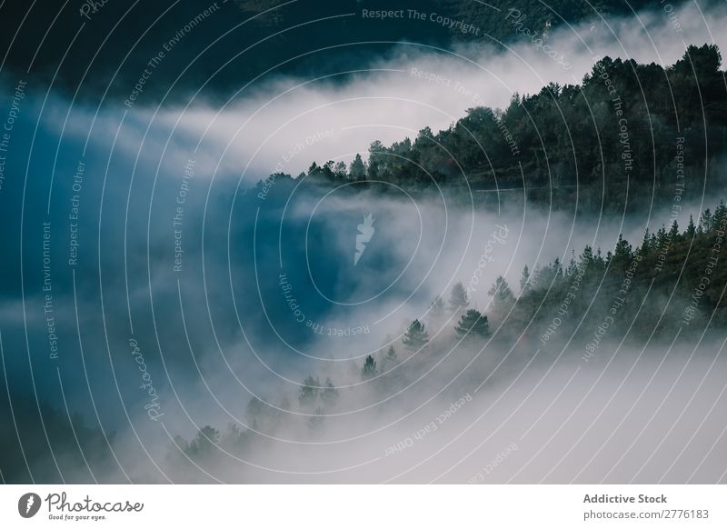 Bäume auf den Bergen fallen bei Nebel ab. Landschaft Berge u. Gebirge Panorama (Bildformat) Wald Morgen geheimnisvoll Gelassenheit Idylle Immergrün harmonisch